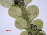 中文種名:狹瓣細鱗蘚