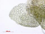 中文種名:日本細鱗蘚