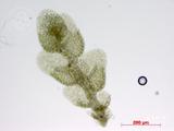 中文種名:圓尖細鱗蘚
