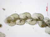 中文種名:斑葉細鱗蘚