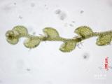 中文種名:疏葉細鱗蘚