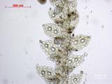 中文種名:四齒薄鱗蘚