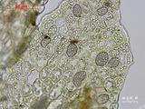 中文種名:斑點薄鱗蘚