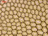 中文種名:褐冠鱗蘚