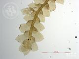 中文種名:尖葉扁萼蘚