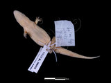 中文名:無疣蝎虎(00003692)學名:Hemidactylus bowringii(00003692)英文名:Bowring s Gecko
