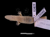 中文名:無疣蝎虎(00003820)學名:Hemidactylus bowringii(00003820)英文名:Bowring s Gecko