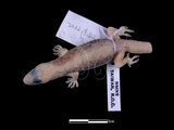 中文名:無疣蝎虎(00003820)學名:Hemidactylus bowringii(00003820)英文名:Bowring s Gecko