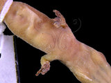 中文名:史丹吉氏蝎虎(00002807)學名:Hemidactylus stejnegeri(00002807)英文名:Stejneger s Gecko