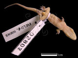 中文名:史丹吉氏蝎虎(00002807)學名:Hemidactylus stejnegeri(00002807)英文名:Stejneger s Gecko
