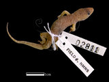 中文名:史丹吉氏蝎虎(00002811)學名:Hemidactylus stejnegeri(00002811)英文名:Stejneger s Gecko