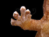 中文名:半葉趾虎(00000849)學名:Hemiphyllodactylus tylus tylus(00000849)英文名:Tree Gecko