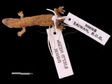 中文名:半葉趾虎(00000849)學名:Hemiphyllodactylus tylus tylus(00000849)英文名:Tree Gecko