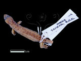 中文名:半葉趾虎(00003454)學名:Hemiphyllodactylus tylus tylus(00003454)英文名:Tree Gecko