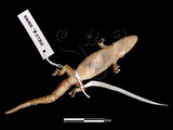 中文名:鱗趾虎(00001326)學名:Lepidodactylus lugubris(00001326)英文名:Mouring Gecko