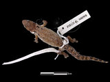 中文名:鱗趾虎(00001326)學名:Lepidodactylus lugubris(00001326)英文名:Mouring Gecko