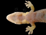 中文名:鱗趾虎(00003384)學名:Lepidodactylus lugubris(00003384)英文名:Mouring Gecko