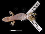 中文名:鱗趾虎(00003384)學名:Lepidodactylus lugubris(00003384)英文名:Mouring Gecko