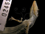 中文名:台灣地蜥(00002451)學名:Platyplacopus kuehnei(00002451)英文名:Kühne s Grass Lizard