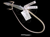 中文名:北草蜥(00004221)學名:Takydromus septentrionalis(00004221)英文名:Ocellated Six-lined Grass Lizard