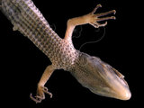 中文名:北草蜥(00004227)學名:Takydromus septentrionalis(00004227)英文名:Ocellated Six-lined Grass Lizard