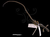 中文名:北草蜥(00004227)學名:Takydromus septentrionalis(00004227)英文名:Ocellated Six-lined Grass Lizard