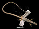 中文名:北草蜥(00004228)學名:Takydromus septentrionalis(00004228)英文名:Ocellated Six-lined Grass Lizard