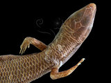 中文名:台灣滑蜥(00001475)學名:Scincella formosensis(00001475)英文名:Formosan Smooth Skink