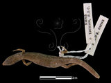 中文名:台灣滑蜥(00001475)學名:Scincella formosensis(00001475)英文名:Formosan Smooth Skink