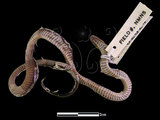 中文名:台灣標蛇(00002024)學名:Achalinus formosanus formosanus(00002024)英文名:Formosan Burrowing Snake