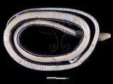 中文名:梭德氏遊蛇(00004348)學名:Amphiesma sauteri(00004348)英文名:Sauter s Water Snake