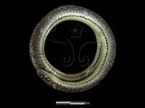 中文名:花浪蛇(00001585)學名:Amphiesma stolatum(00001585)英文名:Flower-waved Snake