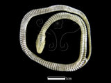 中文名:花浪蛇(00001606)學名:Amphiesma stolatum(00001606)英文名:Flower-waved Snake