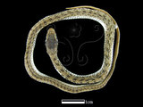 中文名:花浪蛇(00001606)學名:Amphiesma stolatum(00001606)英文名:Flower-waved Snake