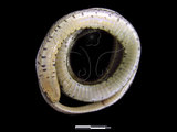 中文名:花浪蛇(00001815)學名:Amphiesma stolatum(00001815)英文名:Flower-waved Snake