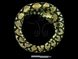 中文名:高砂蛇(00001281)學名:Elaphe mandarinus(00001281)英文名:Mandarian Rat Snake