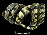 中文名:高砂蛇(00001915)學名:Elaphe mandarinus(00001915)英文名:Mandarian Rat Snake
