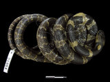 中文名:白梅花蛇(00001954)學名:Lycodon ruhstrati ruhstrati(00001954)英文名:White Plum Blossom Snake