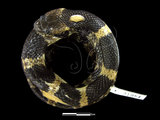 中文名:白梅花蛇(00001954)學名:Lycodon ruhstrati ruhstrati(00001954)英文名:White Plum Blossom Snake