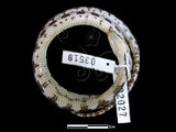 中文名:白梅花蛇(00002027)學名:Lycodon ruhstrati ruhstrati(00002027)英文名:White Plum Blossom Snake