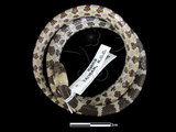 中文名:白梅花蛇(00002027)學名:Lycodon ruhstrati ruhstrati(00002027)英文名:White Plum Blossom Snake