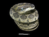 中文名:擬龜殼花(00001596)學名:Macropisthodon rudis rudis(00001596)英文名:False Viper