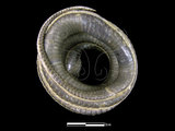 中文名:擬龜殼花(00001596)學名:Macropisthodon rudis rudis(00001596)英文名:False Viper