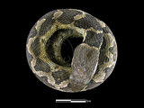 中文名:擬龜殼花(00001596)學名:Macropisthodon rudis rudis(00001596)英文名:False Viper