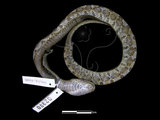 中文名:擬龜殼花(00002370)學名:Macropisthodon rudis rudis(00002370)英文名:False Viper