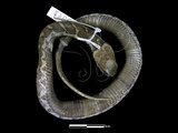 中文名:擬龜殼花(00002370)學名:Macropisthodon rudis rudis(00002370)英文名:False Viper