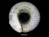 中文名:擬龜殼花(00002550)學名:Macropisthodon rudis rudis(00002550)英文名:False Viper