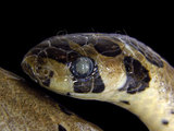 中文名:赤腹松柏根(00001030)學名:Oligodon ornatus(00001030)英文名:Red Belly Kukri Snake