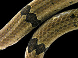 中文名:赤腹松柏根(00001050)學名:Oligodon ornatus(00001050)英文名:Red Belly Kukri Snake