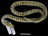中文名:赤腹松柏根(00001050)學名:Oligodon ornatus(00001050)英文名:Red Belly Kukri Snake